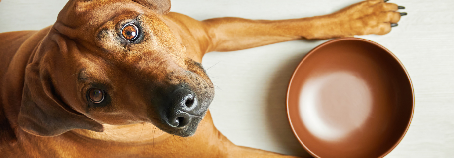 Comment bien nourrir un grand chien ?