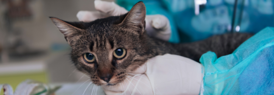 La péritonite infectieuse féline (PIF) : une maladie virale redoutable chez le chat