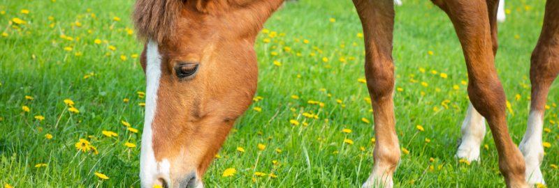 Tout savoir sur l’appareil digestif du cheval