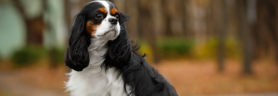 Le Cavalier King Charles : un chien noble et affectueux