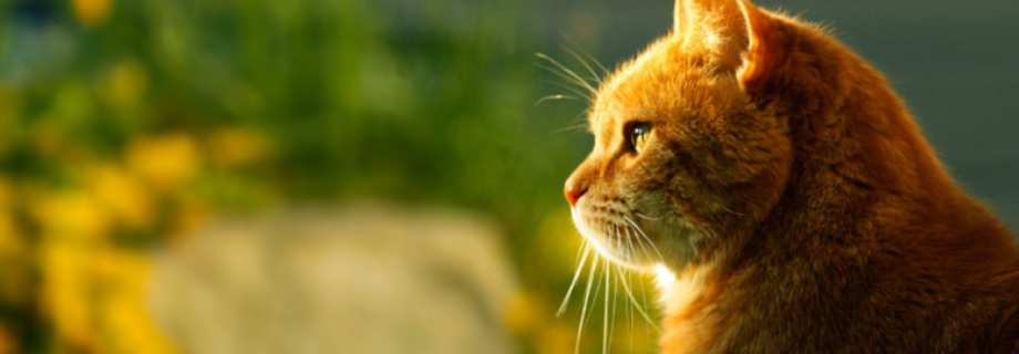 L’arthrose chez le chat : comment la prévenir et la soulager efficacement ?