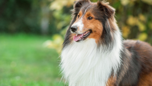 Comprendre l’arthrose chez le chien : signes, causes et traitement