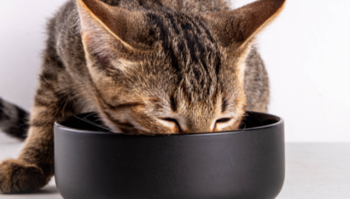 Adapter l’alimentation du chat senior : guide complet pour préserver sa santé et sa vitalité