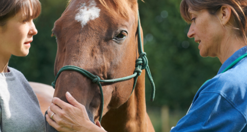 Sarcoïdes chez le cheval : qu’est-ce que c’est, et comment les soigner ?