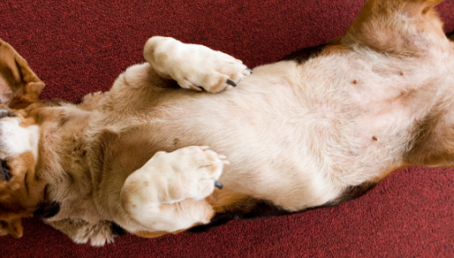 Comprendre l’épilepsie chez le chien : causes, symptômes et traitements