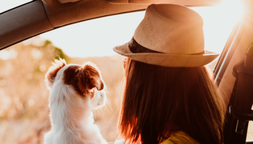 Voyager avec son chien sans stress : le guide complet