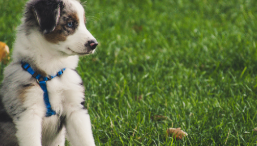 Les meilleures croquettes pour chiot : un guide complet pour une croissance saine