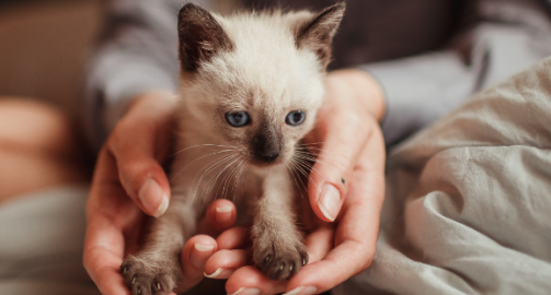 Adopter un chat : tout ce qu’il faut savoir