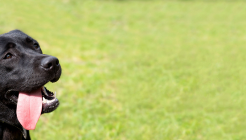 Tout savoir sur le labrador retriever