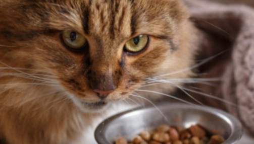 Comment choisir les meilleures croquettes pour mon chat ?