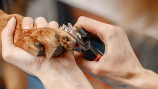 Comment couper les griffes de son chien ?
