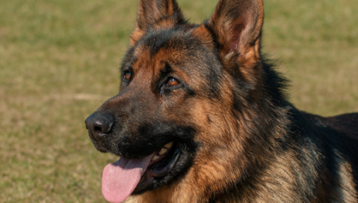 Tout savoir sur le Berger Allemand