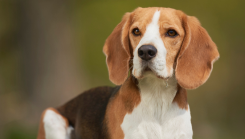 Le Beagle : tout savoir sur cette race de chien adorable