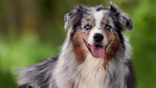 Le berger australien