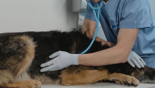 SDTE (Syndrome de dilatation-torsion de l’estomac) chez le chien : signes, prévention et bonnes habitudes alimentaires