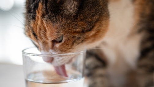Comment veiller à la bonne hydratation de son chat ?