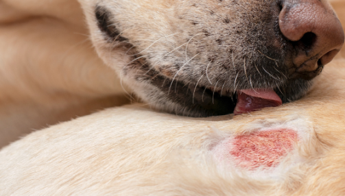 La dermatite chez le chien : comprendre, prévenir et agir