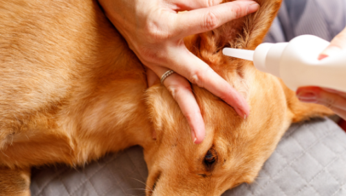 Comment nettoyer les oreilles de son chien : nos conseils