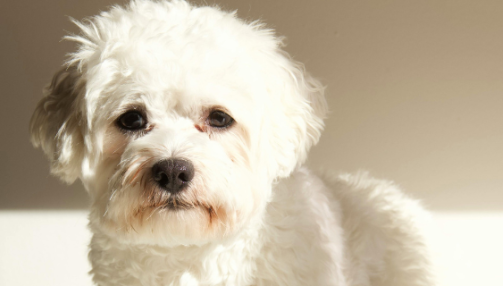 Tout savoir sur le bichon frisé