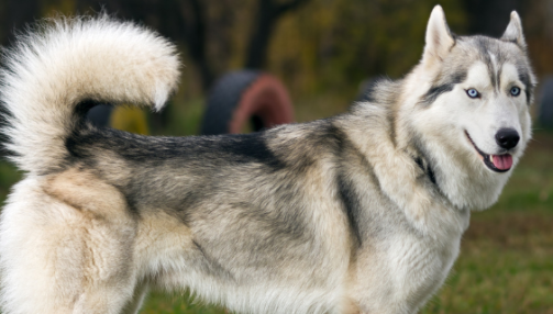 Husky de Sibérie : un chien vif et endurant