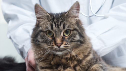 La Toxoplasmose chez le chat : comprendre, prévenir et agir