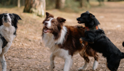 Sociabiliser son chien : les étapes essentielles