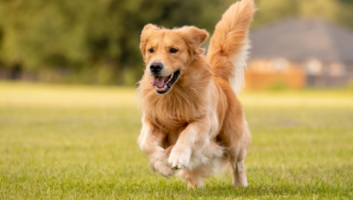 Probiotiques, prébiotiques et postbiotiques : comprendre ces alliés pour offrir une alimentation saine à votre chien