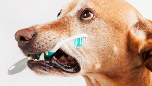 Comment prendre soin de la dentition de son chien ?