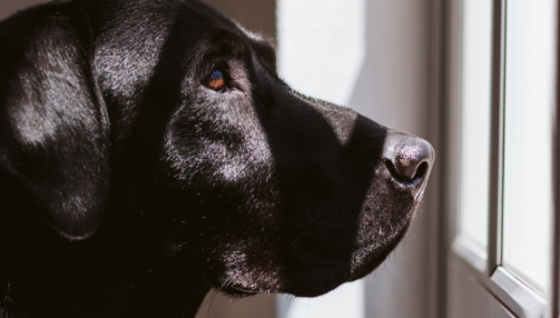 Gérer l’hyperattachement du chien : nos conseils