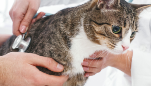 La calicivirose chez le chat : comprendre, prévenir et soigner