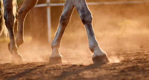 Tout savoir sur la tendinite du cheval