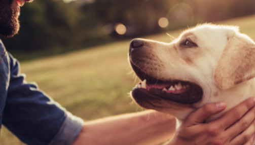 Probiotiques pour chiens : rééquilibrer la flore intestinale de votre compagnon