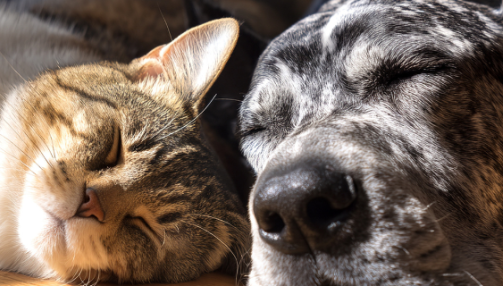 Le microbiote impliqué dans de nombreuses pathologies chez l’animal de compagnie