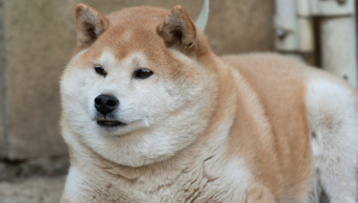 Un​​​​​e bonne alimentation pour prévenir l’obésité de son chien