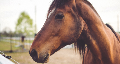 La piroplasmose équine : origine, signes cliniques et gestion