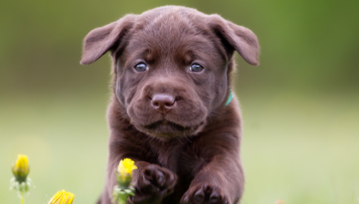 Comment bien éduquer son chien dès son plus jeune âge ?