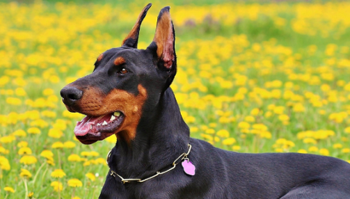 Le Doberman