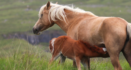 La lactation chez la jument : ce qu’il faut savoir