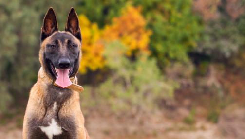 Le Malinois