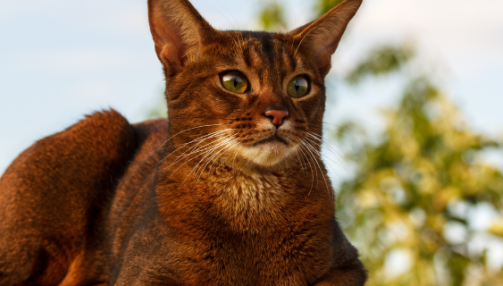 Le chat Abyssin