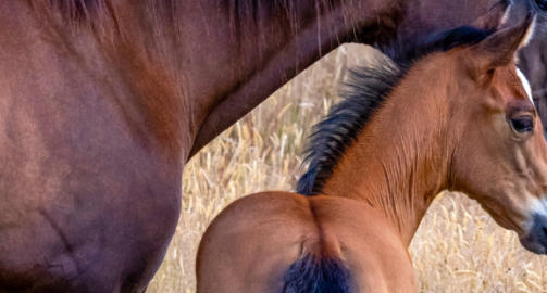 L’immunité chez le poulain : ce qu’il faut savoir