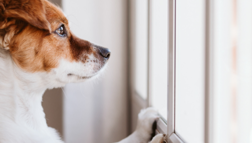 Chien anxieux : comprendre les causes du stress pour l’apaiser