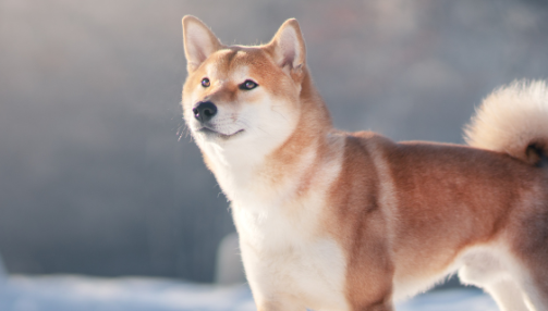 Le Shiba Inu