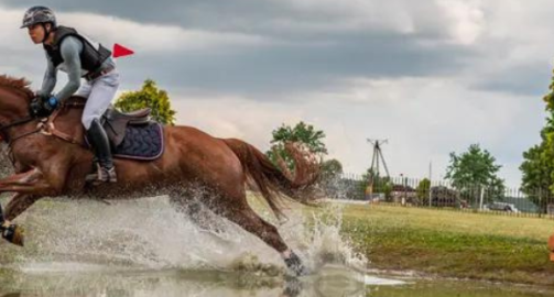 La complémentation en minéraux et vitamines chez le cheval