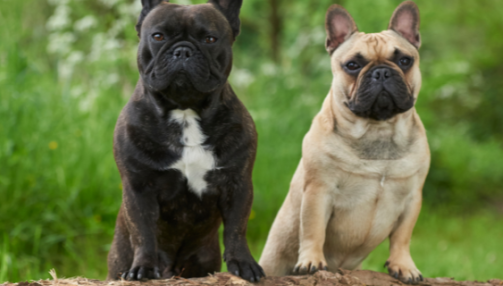 Le bouledogue français