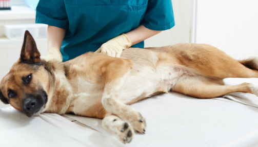 Ventre gonflé, ballonnements : comment soulager votre chien ?