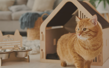 Guides et conseils chat