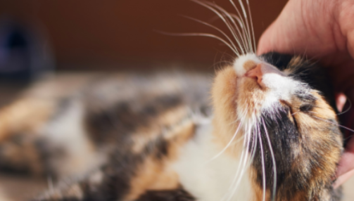 Probiotiques pour chats : équilibrer leur microbiote intestinal