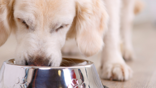 Quels sont les aliments interdits aux chiens ?