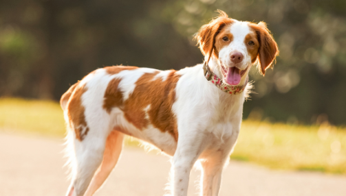 L’épagneul Breton